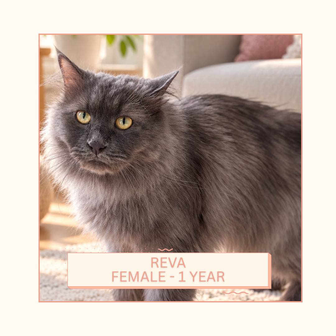 Reva