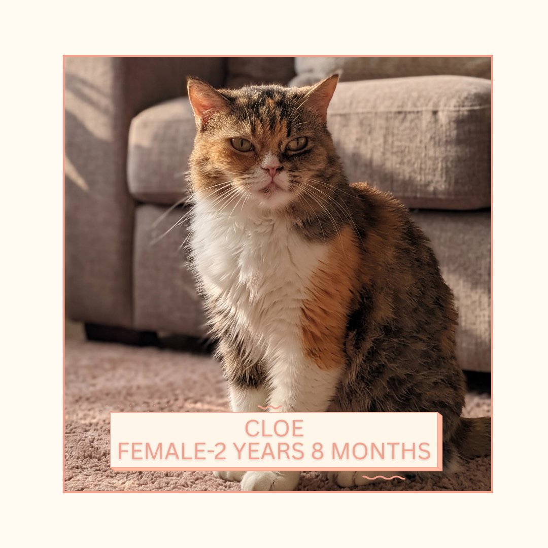 Cloe