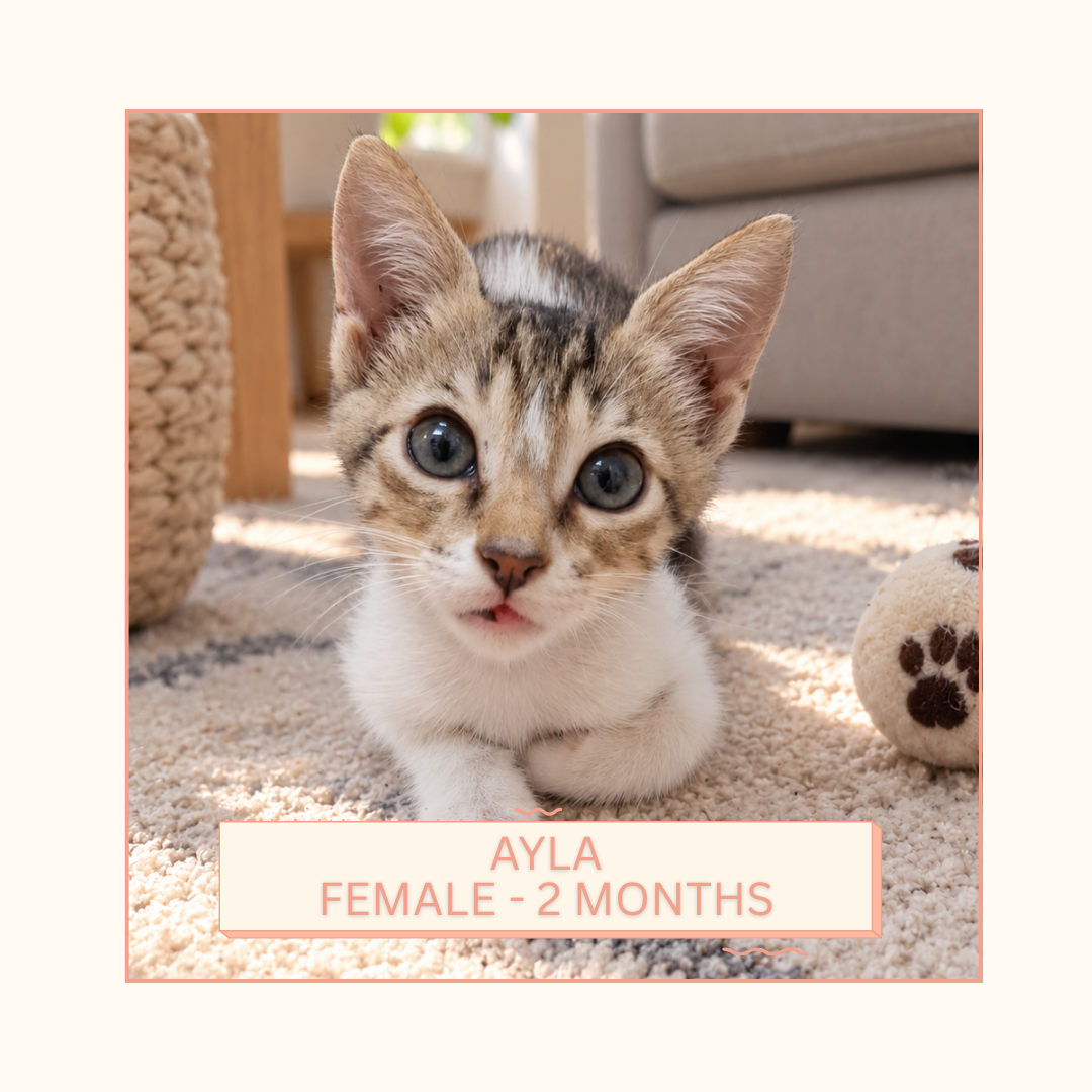 Ayla