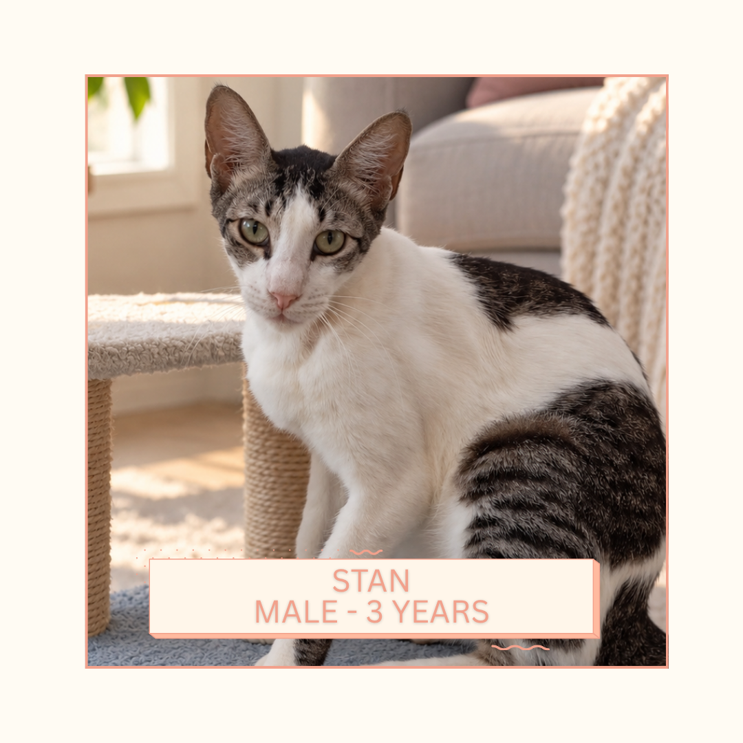 Stan