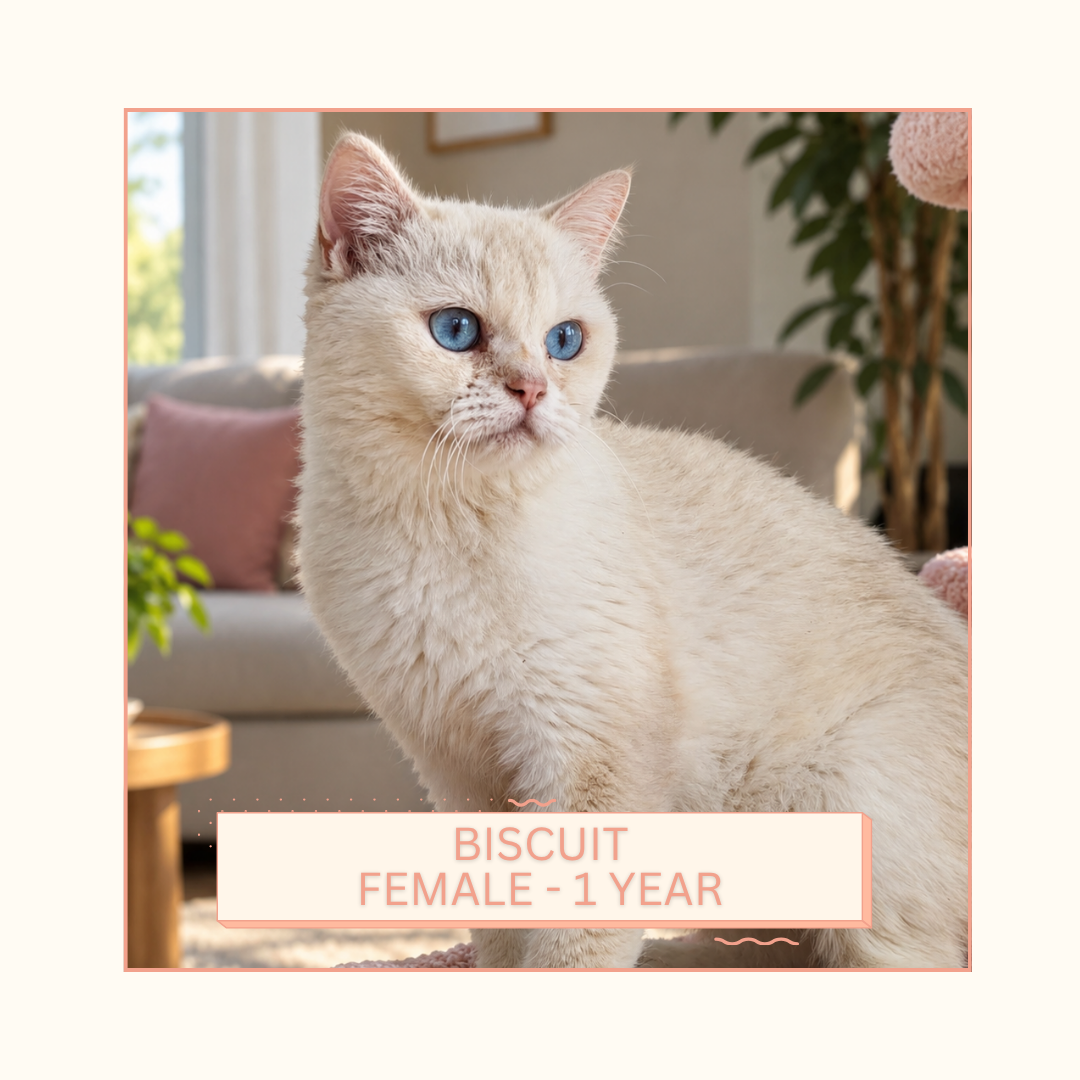 Biscuit