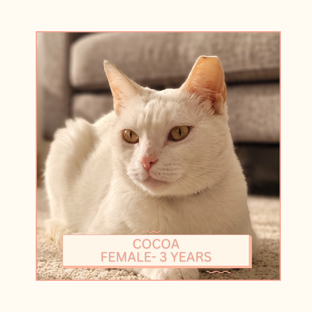 Cocoa