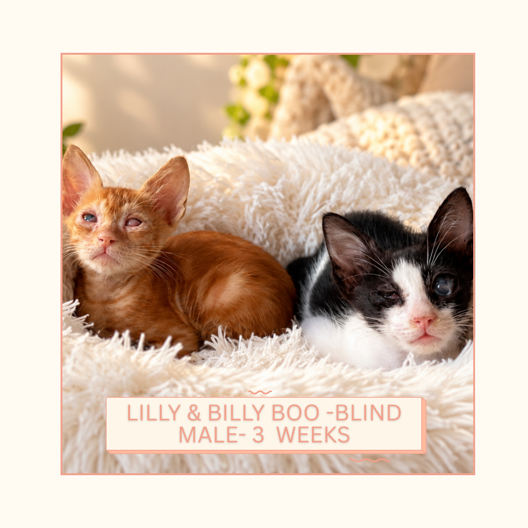 Lilly & Billy Boo