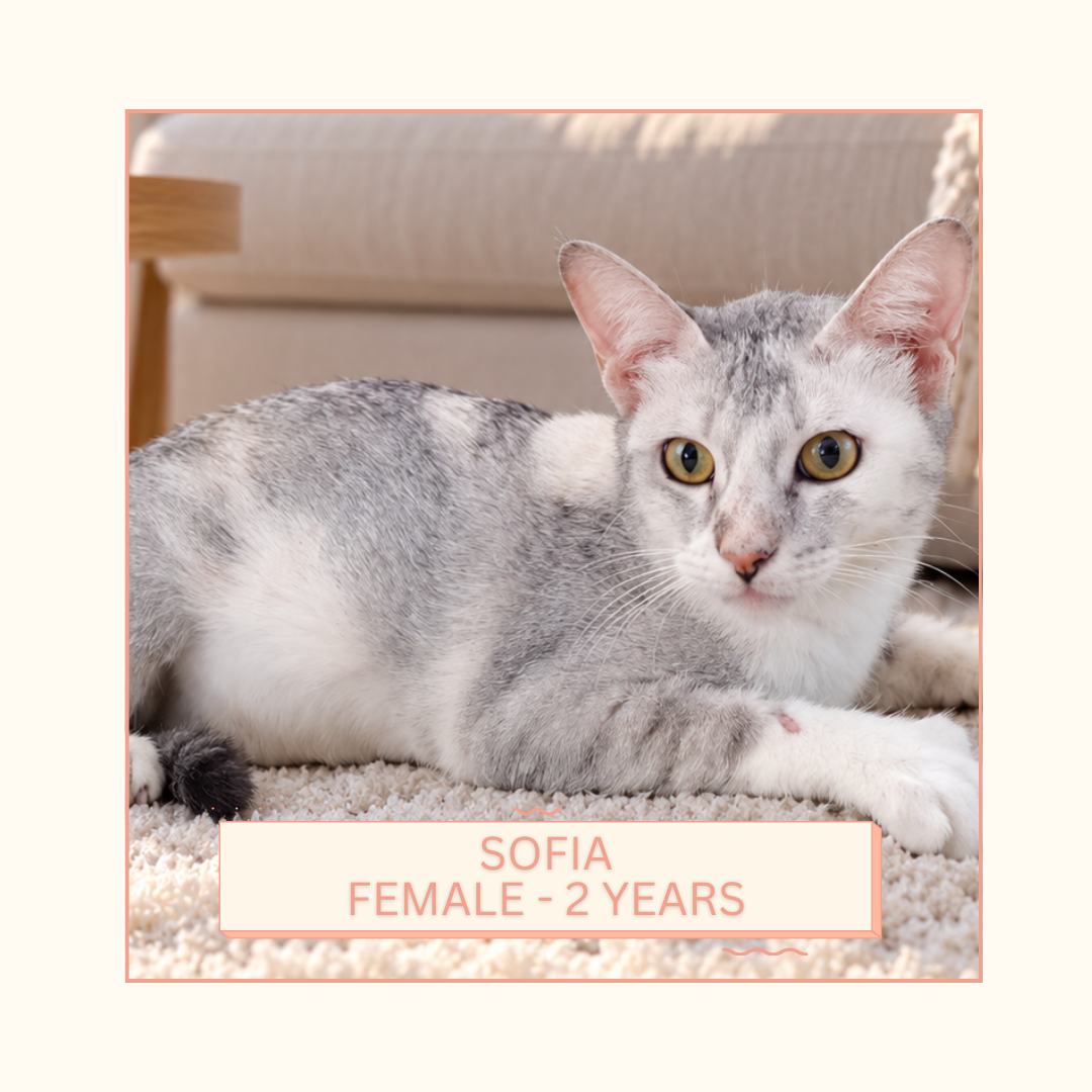 Sofia