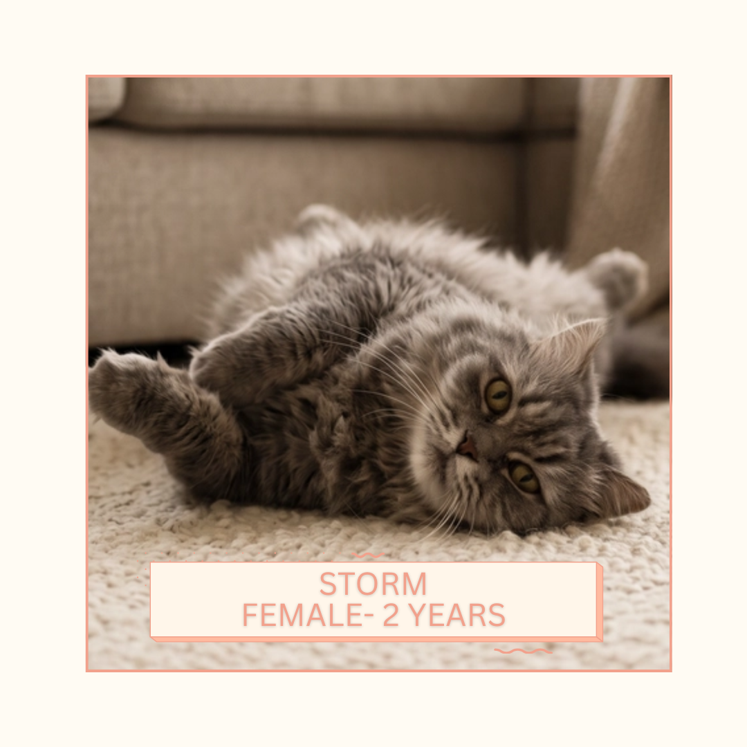 Storm
