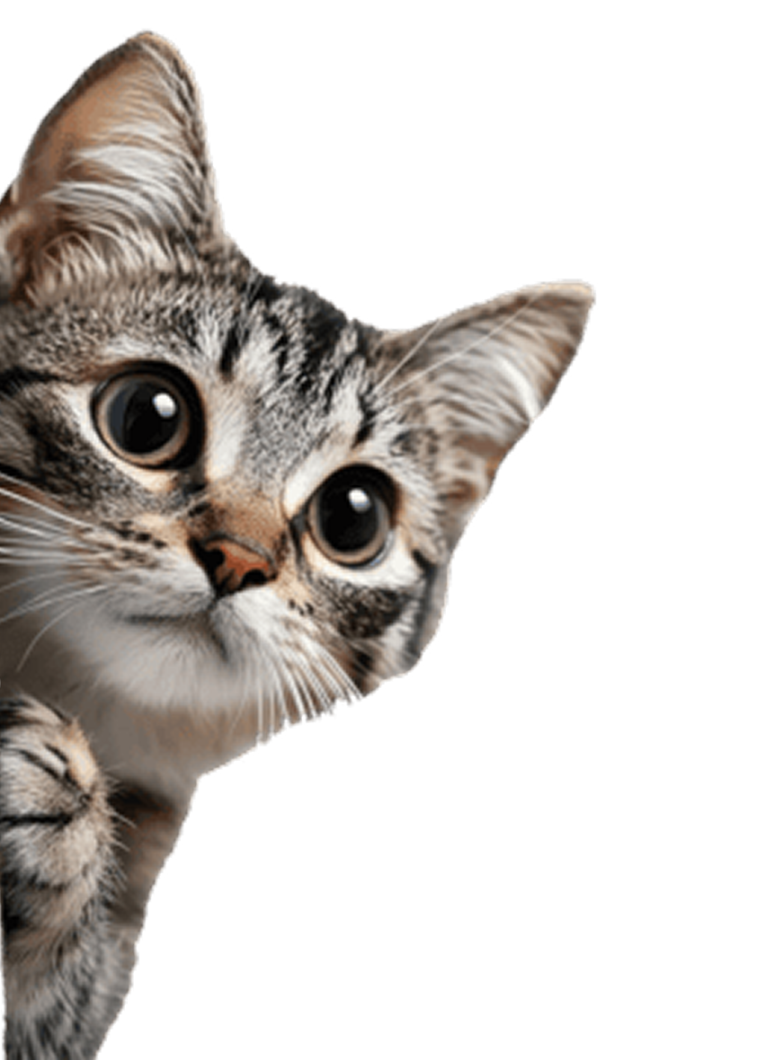 Cat left