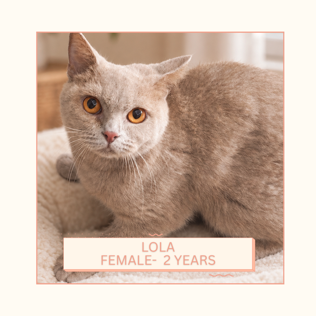 Lola