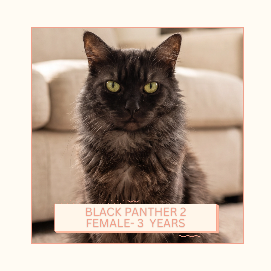 Black Panther 2