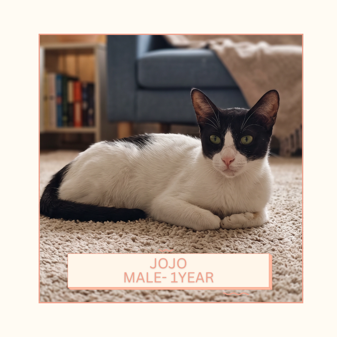 JOJO
