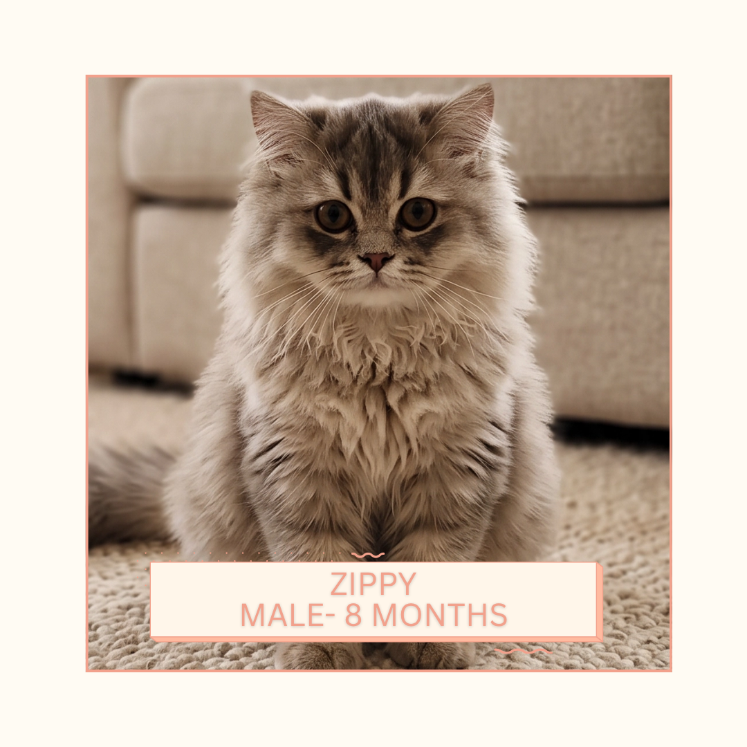 Zippy